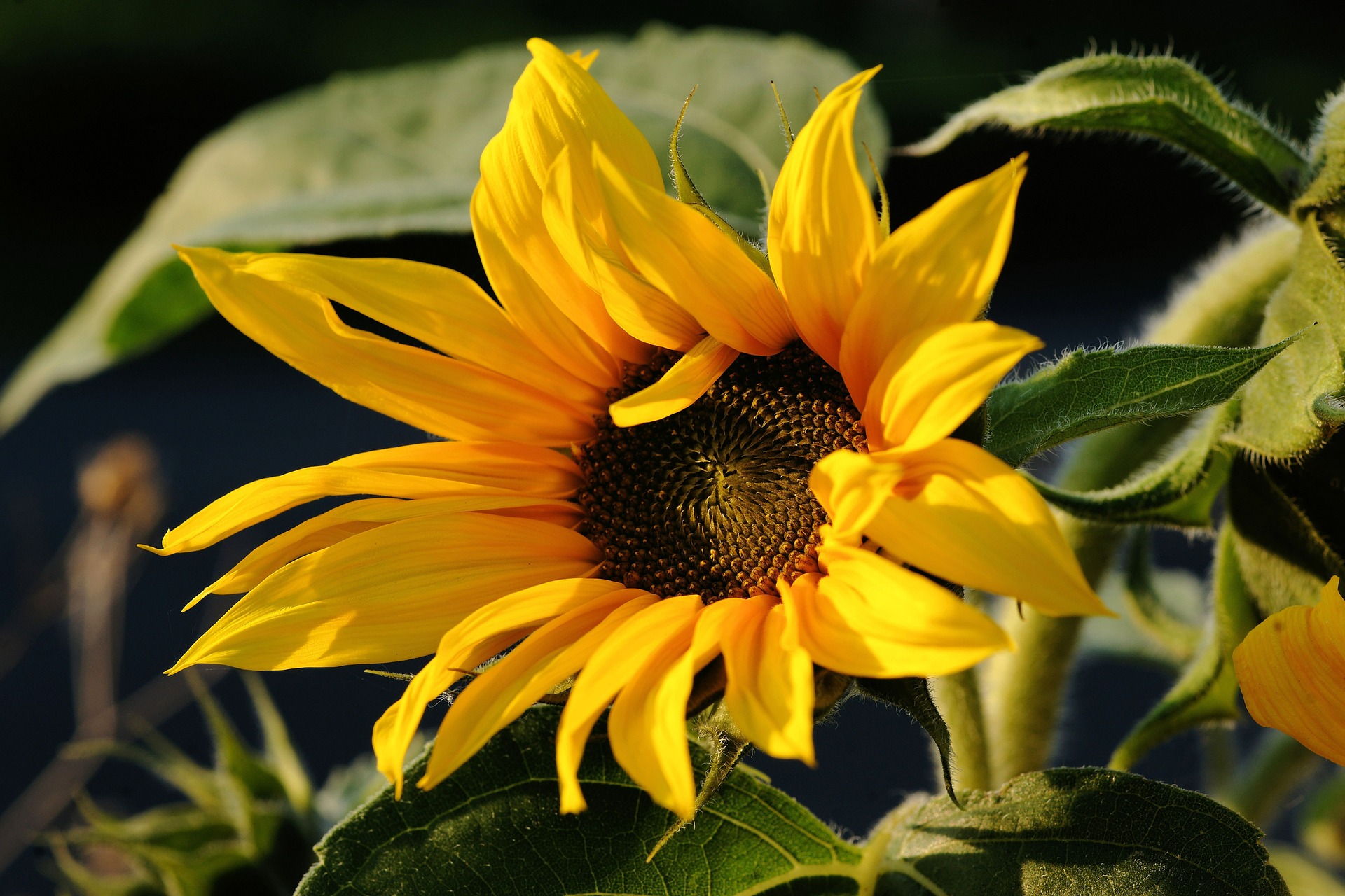 sunflower-454243_1920